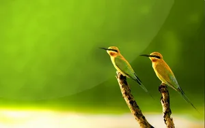 2011年7月24日精选壁纸_4