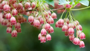 苹果Mac精选高清壁纸
