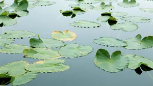 苹果Mac精选高清壁纸_8