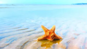 沙滩上的海星图片风景壁纸_4