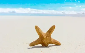 沙滩上的海星图片风景壁纸_5