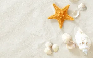 沙滩上的海星图片风景壁纸_19