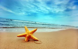 沙滩上的海星图片风景壁纸_20