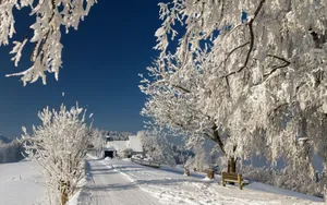 银装素裹的美丽雪景壁纸_4