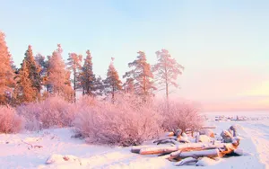 玉树琼枝雪景图片壁纸_4