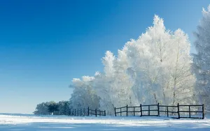 玉树琼枝雪景图片壁纸_5