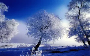 玉树琼枝雪景图片壁纸_6