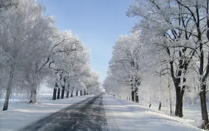 玉树琼枝雪景图片壁纸_7