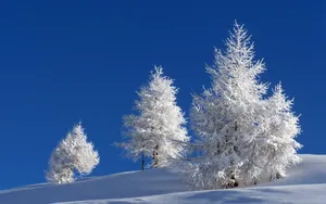 玉树琼枝雪景图片壁纸_9
