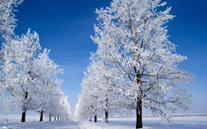 玉树琼枝雪景图片壁纸_10