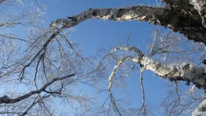 玉树琼枝雪景图片壁纸_11