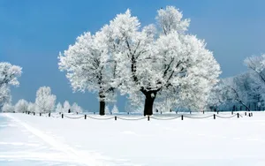 玉树琼枝雪景图片壁纸_12
