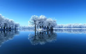 玉树琼枝雪景图片壁纸_13