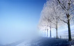 玉树琼枝雪景图片壁纸_14