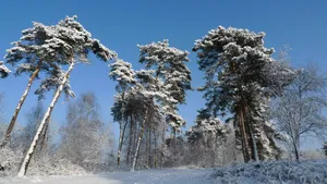 玉树琼枝雪景图片壁纸_15