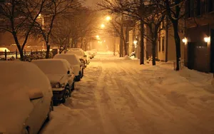 玉树琼枝雪景图片壁纸_16