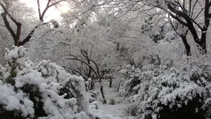 玉树琼枝雪景图片壁纸_19