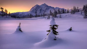 冬季白色雪景宽屏桌面壁纸_3