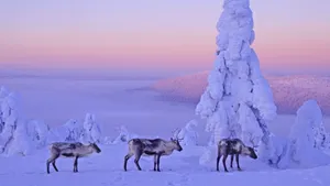冬季白色雪景宽屏桌面壁纸_10