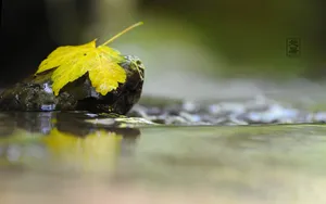 处暑节气自然美景壁纸_5