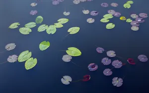 瑞典四季优美风景壁纸_14