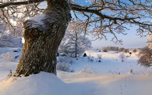 瑞典四季优美风景壁纸_21