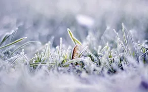 冬季雪的景观壁纸_4