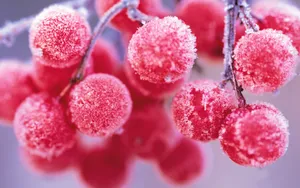 冬季雪的景观壁纸_7