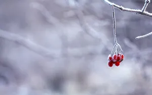 冬季雪的景观壁纸_9