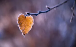 冬季雪的景观壁纸_10