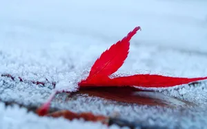 冬季雪的景观壁纸_11