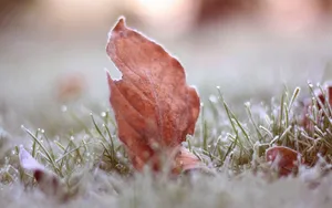 冬季雪的景观壁纸_12