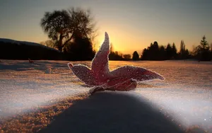 冬季雪的景观壁纸_13