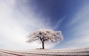冬季雪的景观壁纸_17