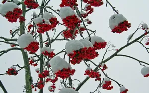 冬季雪的景观壁纸_18