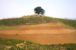 云南大山深处的红土地耕地_4