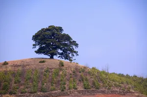 云南大山深处的红土地耕地_10