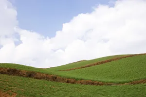 云南大山深处的红土地耕地_17