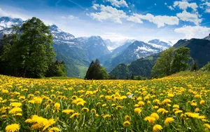 阿尔卑斯山高清自然美景_6