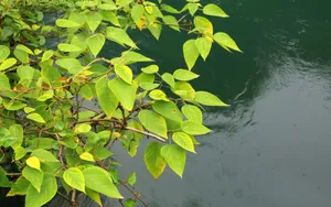 旅游渡假胜地花溪公园_10