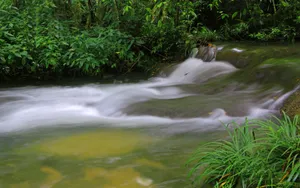 水上森林溪流美景_3