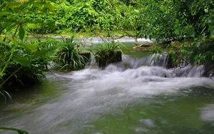 水上森林溪流美景_4