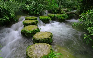 水上森林溪流美景_8