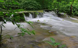 水上森林溪流美景_10