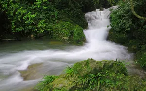水上森林溪流美景_11