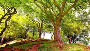 高清宽屏自然风景合集_5
