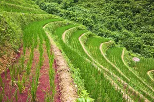 桂林龙胜龙脊梯田_16