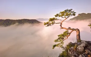 一片优美的自然景色_9