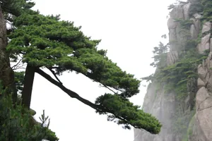 黄山国家地质公园风景_7