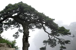 黄山国家地质公园风景_10